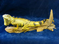 Almost any pet can be freeze dried or preserved through the art of taxidermy