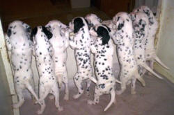 DALMATIAN - Barbara Allison