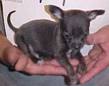 CHIHUAHUA - Barbie Barlow