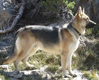 GERMAN SHEPHERD DOG - Wendy Lumbert