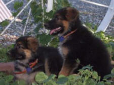 GERMAN SHEPHERD DOG - Kris Springer