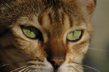 CANNED TUNA CAN CAUSE SEIZURES