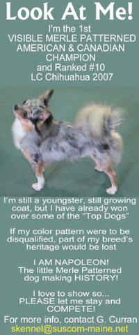 Rebuttal to proposed Chihuahua Breed Standard Change