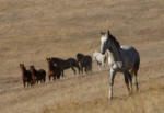 HORSES HAPPILY GO WILD