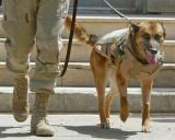 MILITARY DOGS SERVE MAN