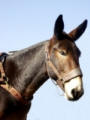 MULES NOT SMARTER THAN DOGS!