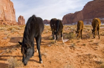 THE HORSE SLAUGHTER ACT AFFECTS YOU