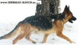 GERMAN SHEPHERD DOG - Debra Sherman