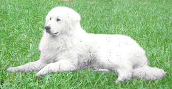 LOFRANCO KUVASZ