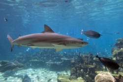 You are more likely to be attacked by a shark than by a rabid bat!