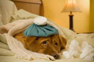 DOG FOOD CAN MAKE YOUR PET SICK, CONTRARY TO ASPCA'S OPINION