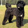 Courtesy American Kennel Club