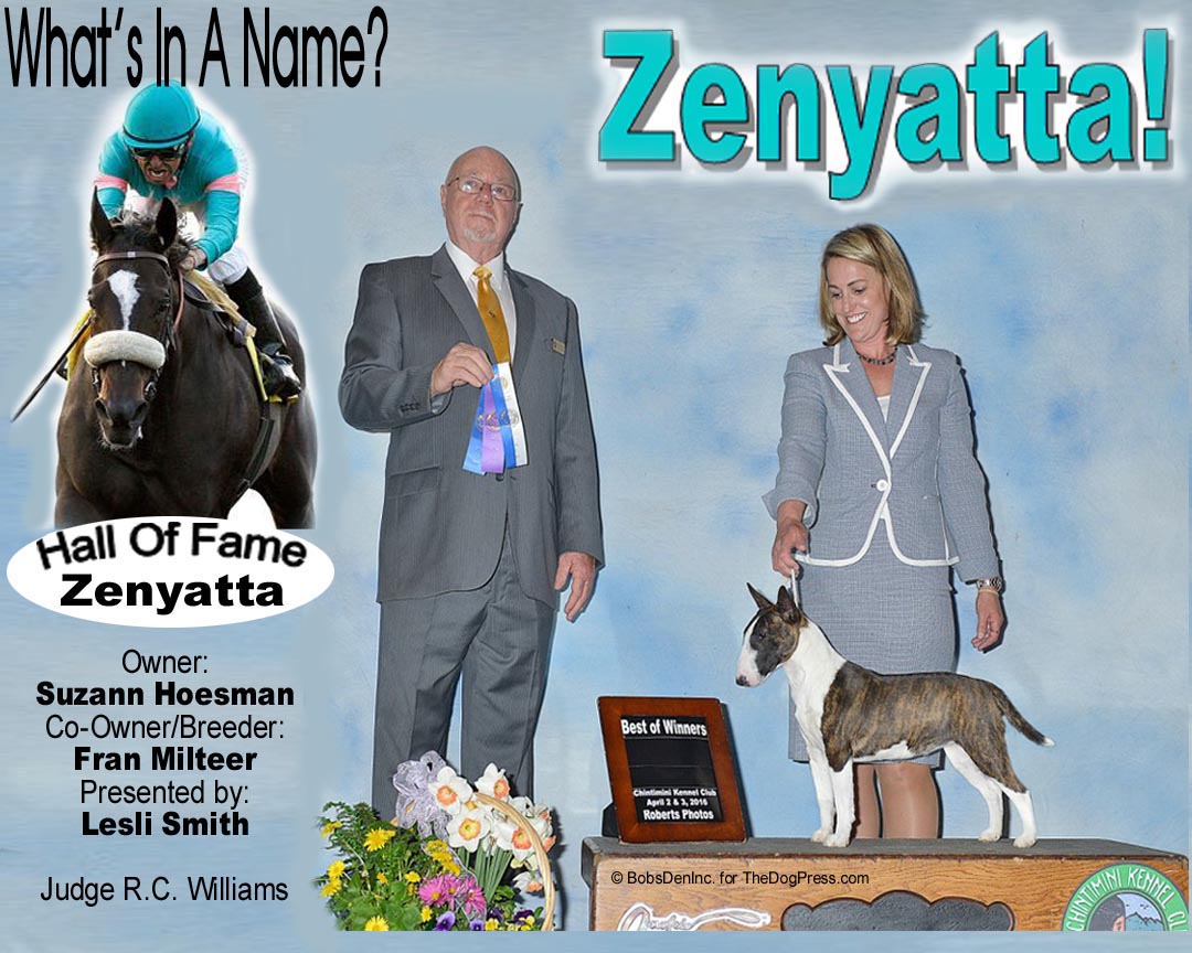 Miniature Bull Terrier "Zenyatta" is a Winner!