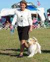BIS Petit Bassets Griffons Vendeens - Handler Jane Alston-Myers