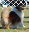 #1 Shetland Sheepdog for 2007 and 2008, CH KYLENE EDEN THE DRAGONSLAYER