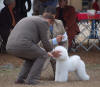 Ch Bodacious In Enemy Territory, Bichon