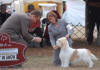 Ch Rokeena Carte Blanche, PBGV and Handler: Jane Alston-Myers DHG