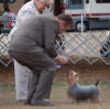 Ch Lamplighter's Bingo, Silky Terrier