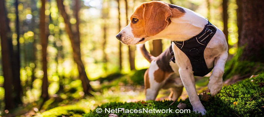 A military buddy emailed an article about college campus riots destroying American values, so I asked the dog snoozing on my foot about leadership.