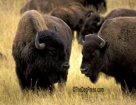 Butt heads with animal rights politics that can destroy your Constitution Rights as dog owners.