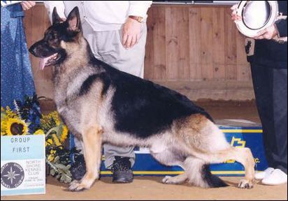 Exaggerations of natural canine structure lead to gross deformities and health problems.