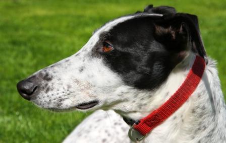 Sight hounds should be able to grasp and hold their quarry but extreme heads make it impossible for many show-bred hounds.