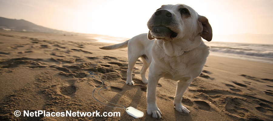 A soldier is wounded or worse, protecting our freedom. Some of those soldiers have four legs! So let’s remember what Memorial Day stands for and how it is connected to Independence Day.