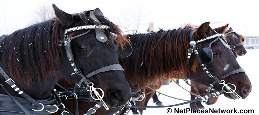 club members who perform like work horses are sooo valuable