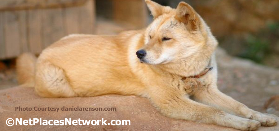 South Korea has a native dog called Nureongi or yellow dogs. The spitz-type dog is common on the Korean peninsula and is the primary dog-breed-type raised for meat. You read that right. Dogs raised for meat!