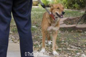 ANIMAL SHELTER SLAUGHTER!  Shelter cruelty cases, rescue/shelter abuse, Parsippany NJ,  Dallas animal shelter manager charged on felony animal cruelty