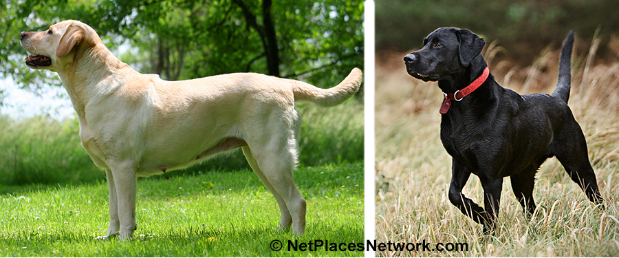 The lack of ethics in dog breeding today is failure to work with actual canines and make the extra effort which made the dog so preciously useful in the past. The lack of ethics in dog breeding today is failure to work with actual canines and make the extra effort which made the dog so preciously useful in the past.