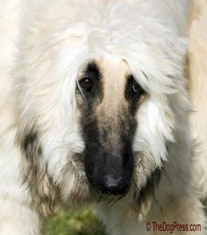 AKC was founded on breeding and exhibiting purebred dogs, not mongrels