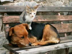 Helmsley's Money must go for homeless and shelter dogs